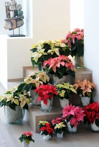 Poinsettia of Kerstster