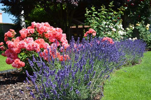 Buitenplanten Huis- en tuincenter