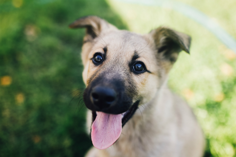 honden dierenwinkel antwerpen