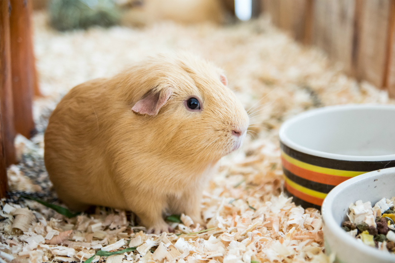 dierenwinkel antwerpen knaagdieren