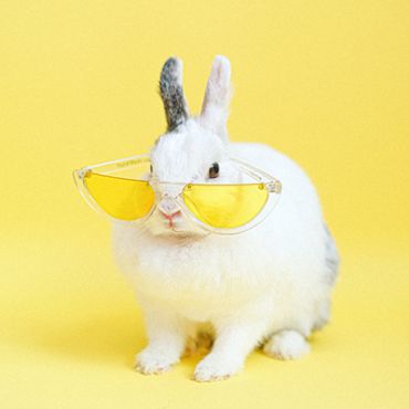Werelddierendag!