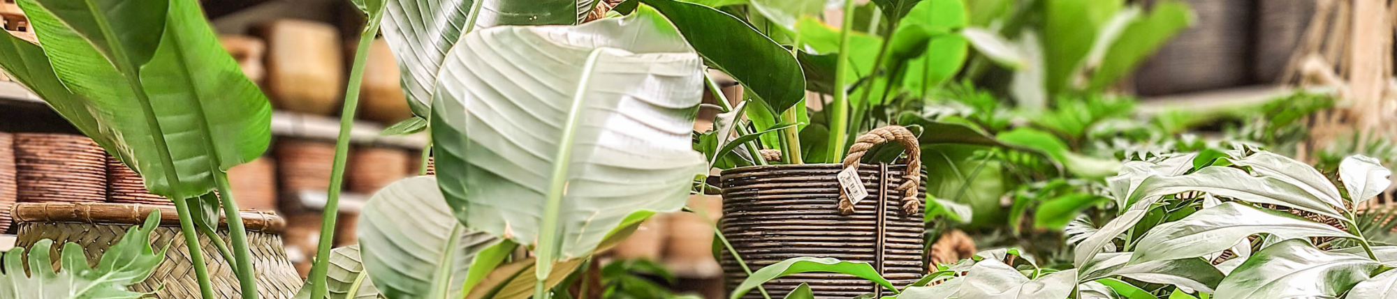 Black friday bij Rijmenants