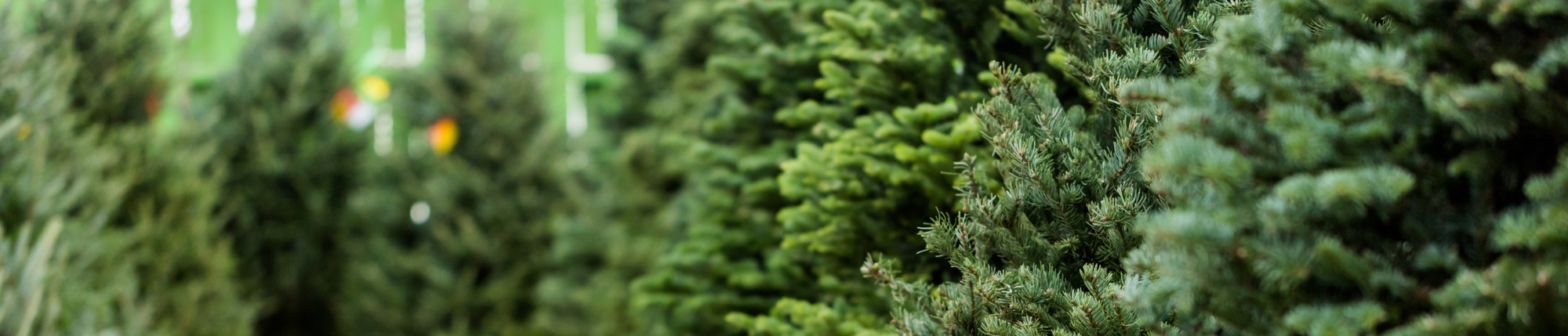 De échte kerstbomen zijn binnen