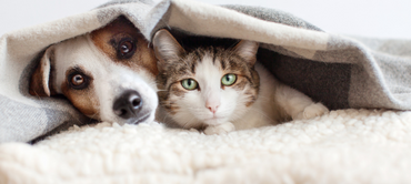 Dierenweekend 2026
