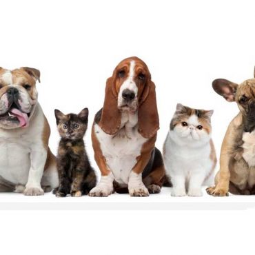Dierenweekend Massenhoven