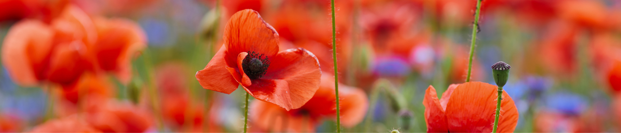 Extra open op maandag 10 november