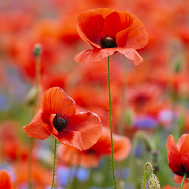 Open op 10 & 11 november (Wapenstilstand)