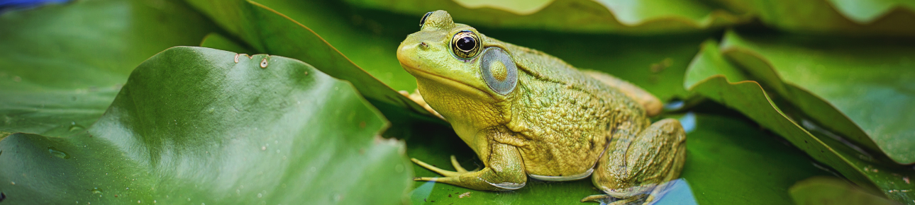 Vijverweekend 1, 2 en 3 mei