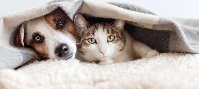 Werelddierenweekend op 3 & 4 oktober