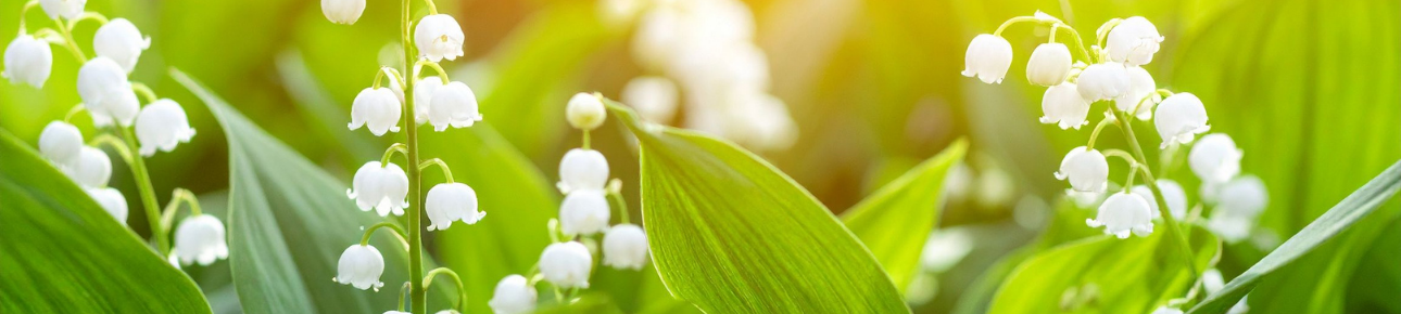 Wij zijn open op vrijdag 1 mei