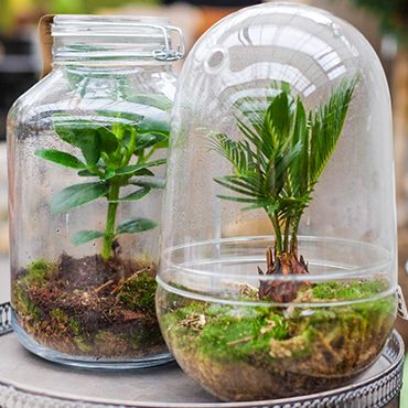 Workshop plantenterrarium maken