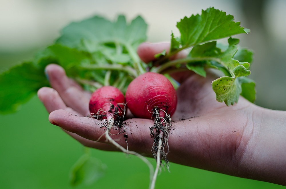 Moestuin Huis- tuincenter Rijmenants