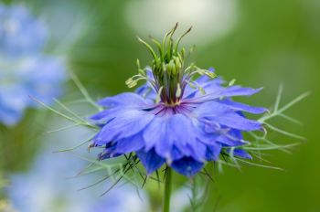 15 tuintips voor april