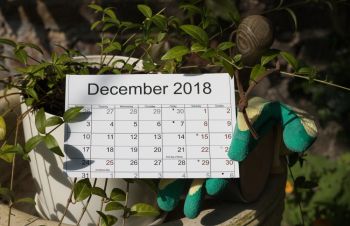 15 tuintips voor december