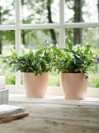 3 tips voor mooie kamerplanten in de winter