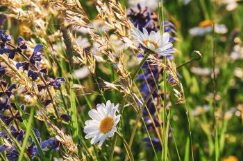 5 tips voor een biodiverse tuin vol leven!