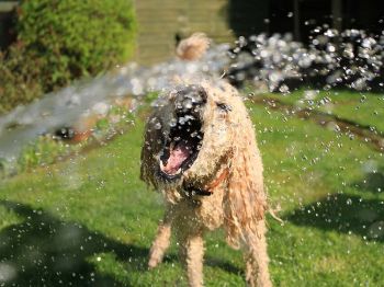 6 tips voor koele huisdieren