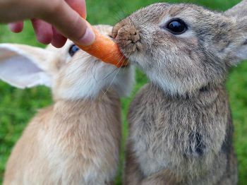 8 richtlijnen voor een blij konijn