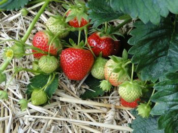 Aardbeien zelf kweken