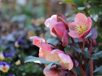 Alles over de Helleborus