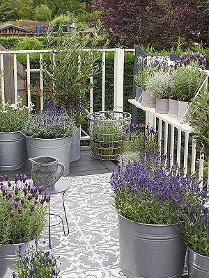 Balkonplant van het Jaar 2018: Lavendel