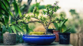 Basistips voor de verzorging van een bonsai