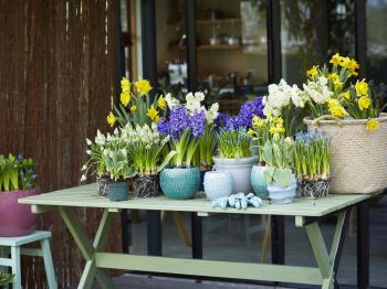 Bloembollen planten