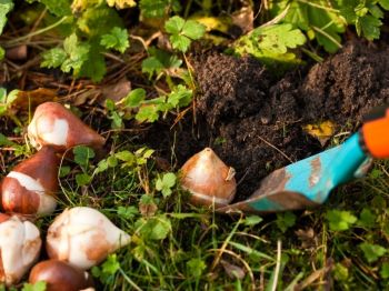 Bloembollen planten