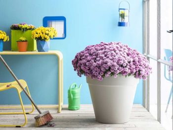 Bolchrysant: tuinplant van de maand