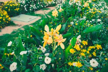 Bollen, knollen, wortelstokken: nu planten, straks een tuin vol bloemen