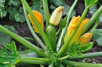 Courgettes, pompoenen en komkommers zaaien