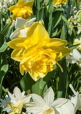 De bloembol van het jaar: dubbele narcis