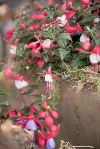 De zomerbloeier: Bella Fuchsia!