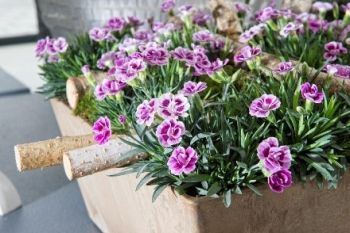 Dianthus Pink Kisses