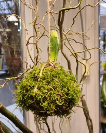 DIY KOKEDAMA MET HYACINTEN