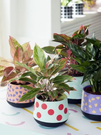 DIY-tip: pimp woonplant van de maand!