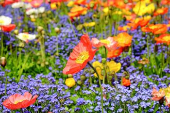 Een klimaatrobuust dorp vol leven? Tuincentrum Rijmenants helpt graag mee!