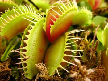 Geen insecten meer in huis dankzij vleesetende planten