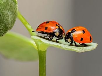 Hallo lieveheersbeestjes. Dag bladluizen!