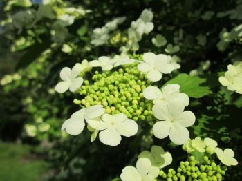 Heesters: de ruggengraat van de tuin