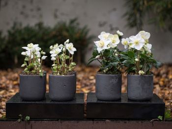 Helleborus bloeit hartje winter