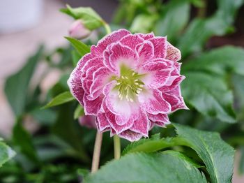 Helleborus: een winterparel