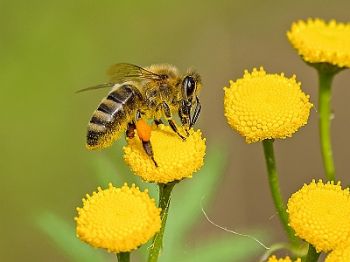 Help bijen met deze planten