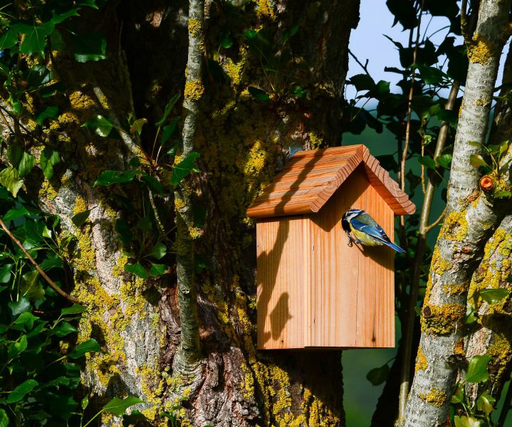 Help de vogels een handje - nestkastjes - Huis- en