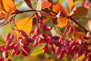 Herfstkleur met bessenstruiken