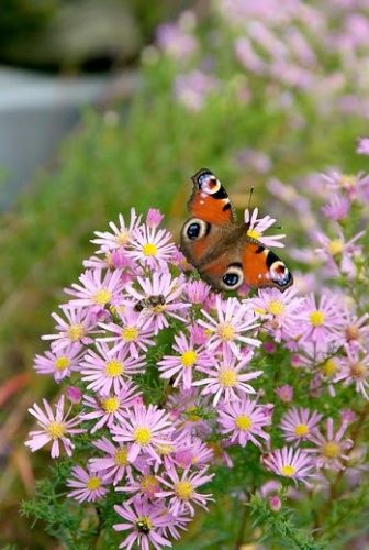 Het hele jaar door vlinders in je tuin