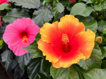 Hibiscus XXL: de blikvanger van elke zomertuin
