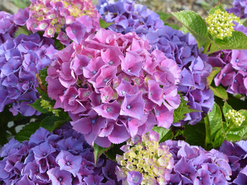 Hortensia’s: kleurexplosie in je tuin