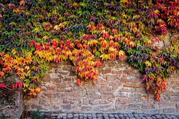 Indian Summer in de tuin