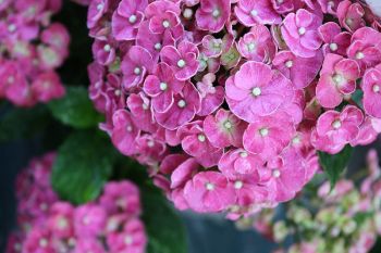 Indian summer in de tuin